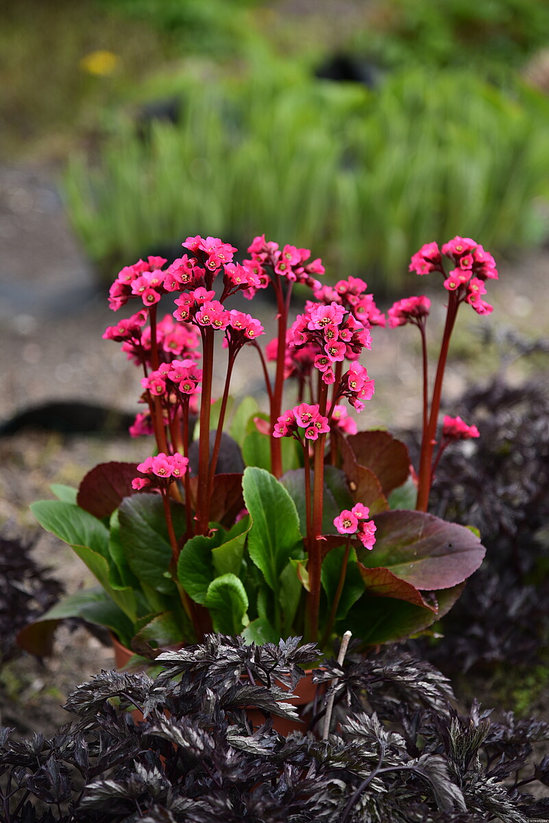 Bergenia mieszańcowa 'Vintage Rose' Bergenia hybrida 'Vintage Rose'13