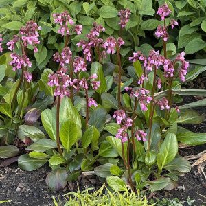 Bergenia mieszańcowa 'Wintermarchen' Bergenia hybrida 'Wintermarchen'