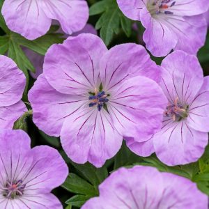 Bodziszek czerwony 'Frivolius Lilac' Geranium sanguineum 'Frivolius Lilac'