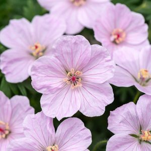 Bodziszek czerwony 'Frivolius Pink' Geranium sanguineum 'Frivolius Pink'