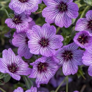Bodziszek popielaty 'Ballerina' Geranium cinereum 'Ballerina'