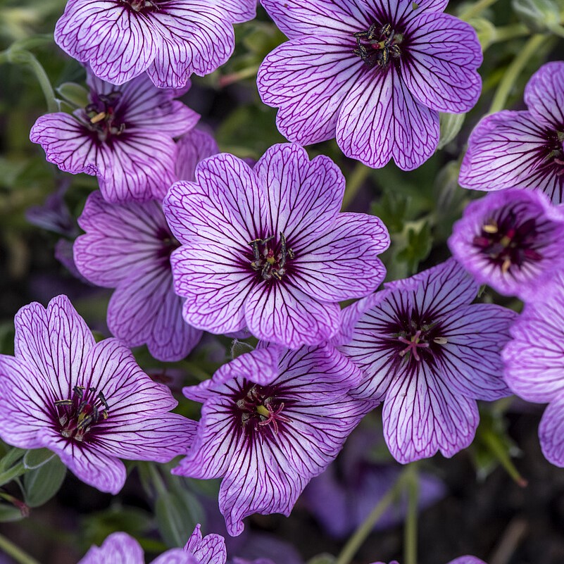 Bodziszek popielaty 'Ballerina' Geranium cinereum 'Ballerina'