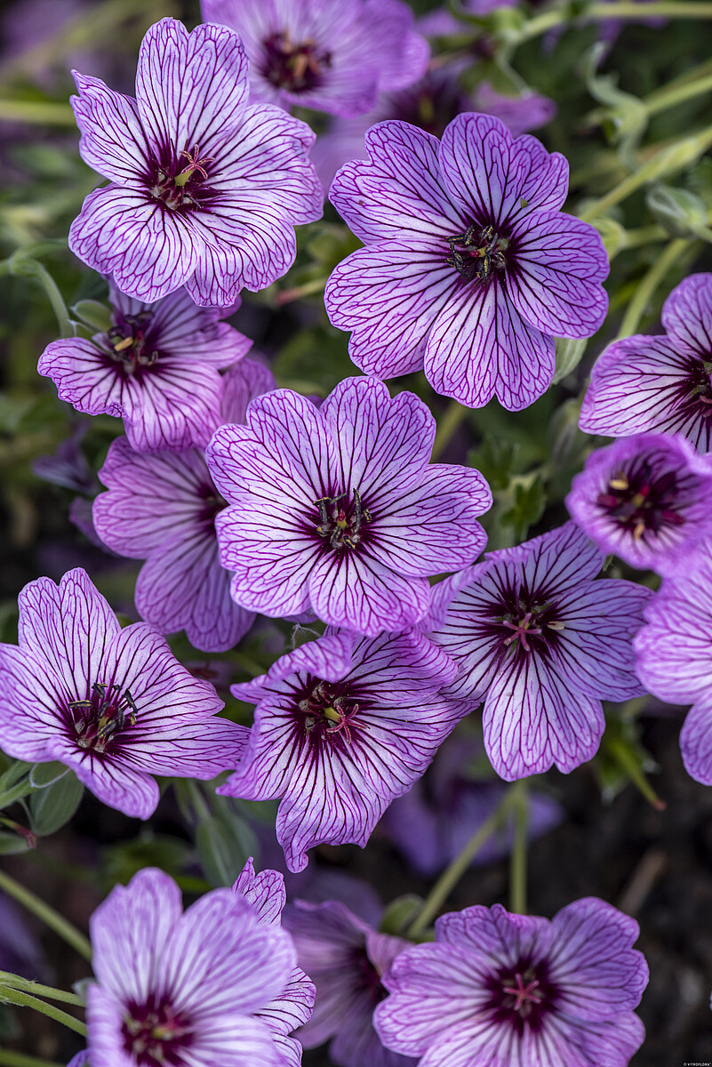 Bodziszek popielaty 'Ballerina' Geranium cinereum 'Ballerina'1