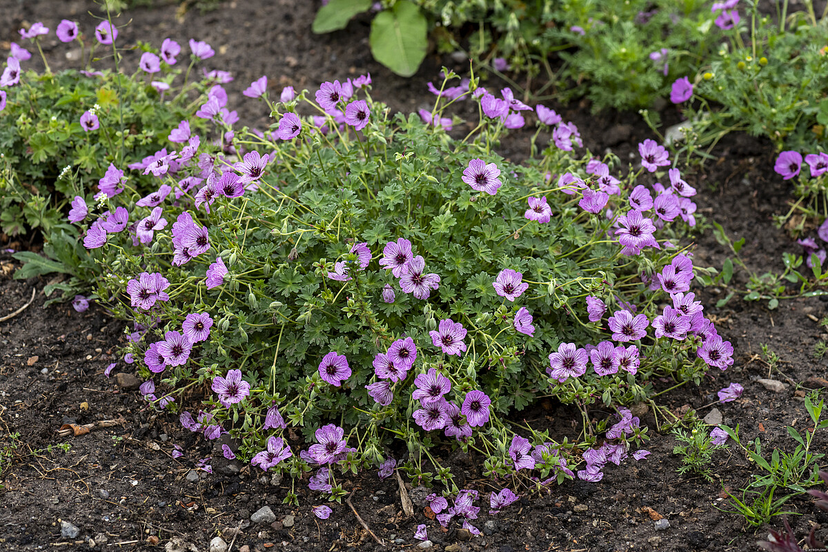 Bodziszek popielaty 'Ballerina' Geranium cinereum 'Ballerina'2