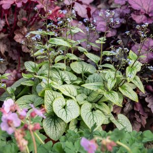 Brunera wielkolistna 'Little Heart' Brunnera macrophylla 'Little Heart'