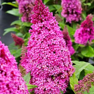 Budleja Dawida 'Butterfly Candy Little Cerise'2