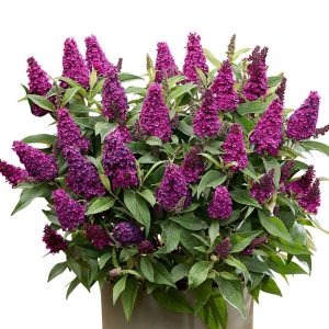 Budleja Dawida 'Butterfly Candy Little Magenta'1
