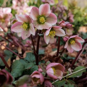Ciemirnik Helleborus 'Pirouette'