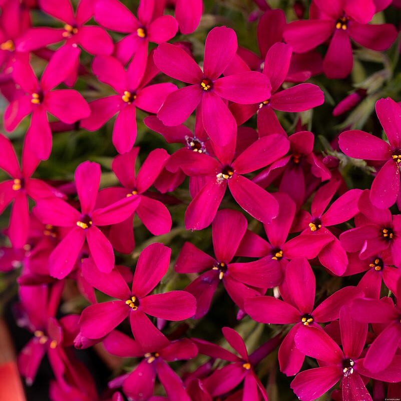 Floks Douglasa 'Ochsenblut' Phlox douglasii