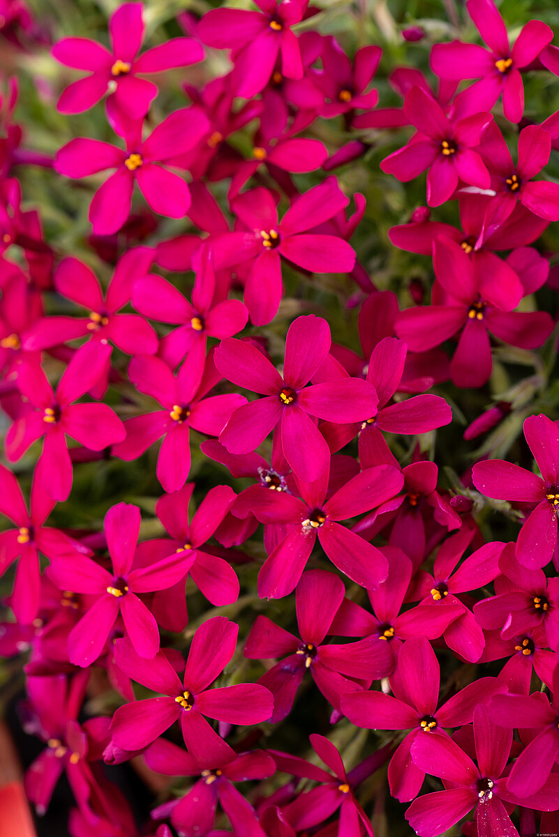 Floks Douglasa 'Ochsenblut' Phlox douglasii2