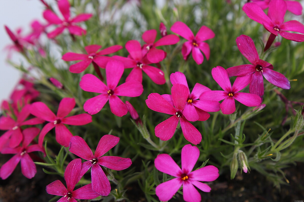 Floks Douglasa 'Ochsenblut' Phlox douglasii3