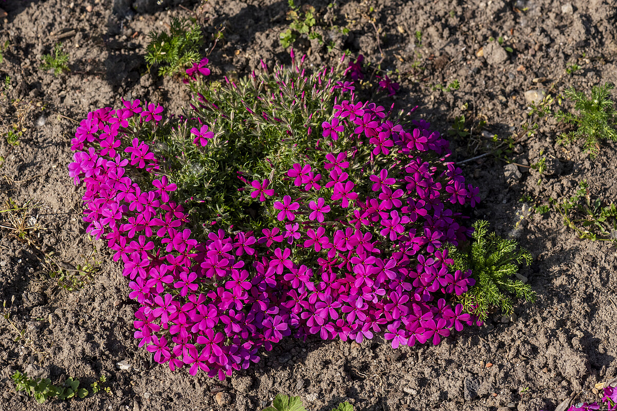 Floks Douglasa 'Ochsenblut' Phlox douglasii4