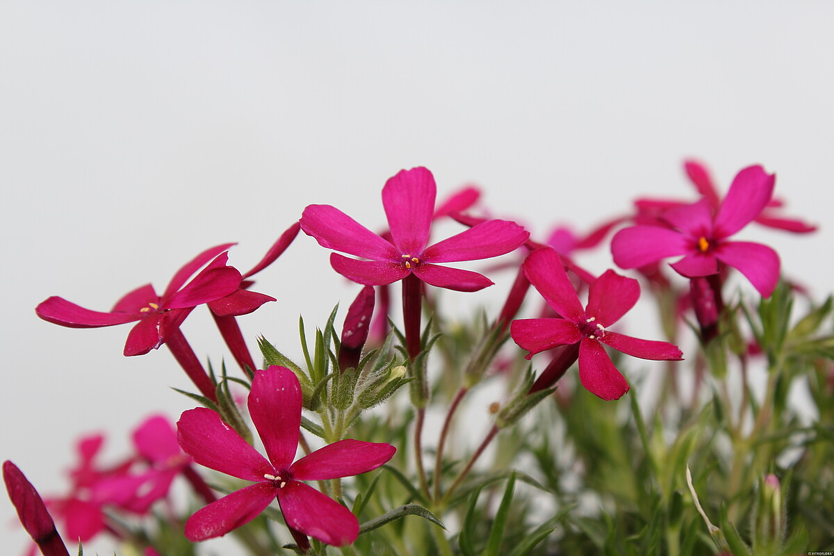 Floks Douglasa 'Ochsenblut' Phlox douglasii5