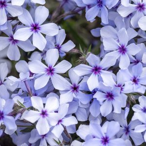 Floks kanadyjski 'Chattahoochee' Phlox divaricata