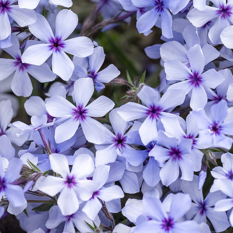 Floks kanadyjski 'Chattahoochee' Phlox divaricata