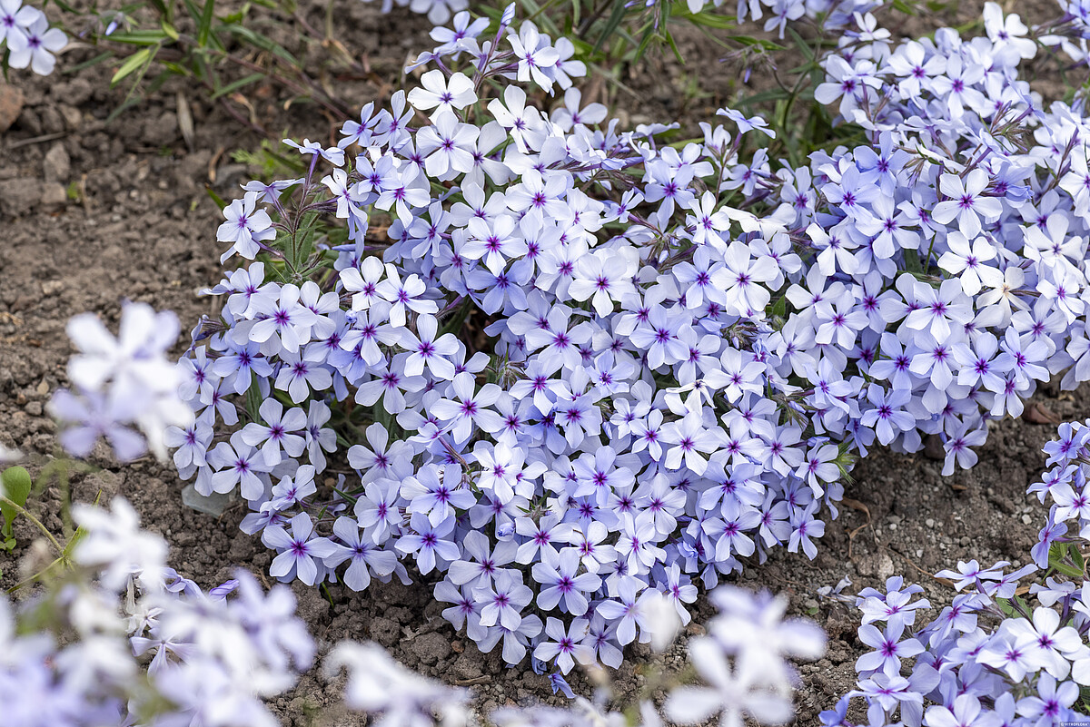 Floks kanadyjski 'Chattahoochee' Phlox divaricata1