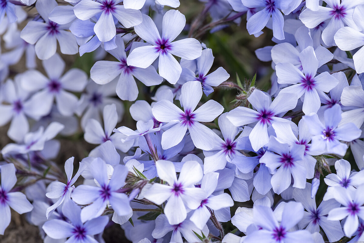 Floks kanadyjski 'Chattahoochee' Phlox divaricata2