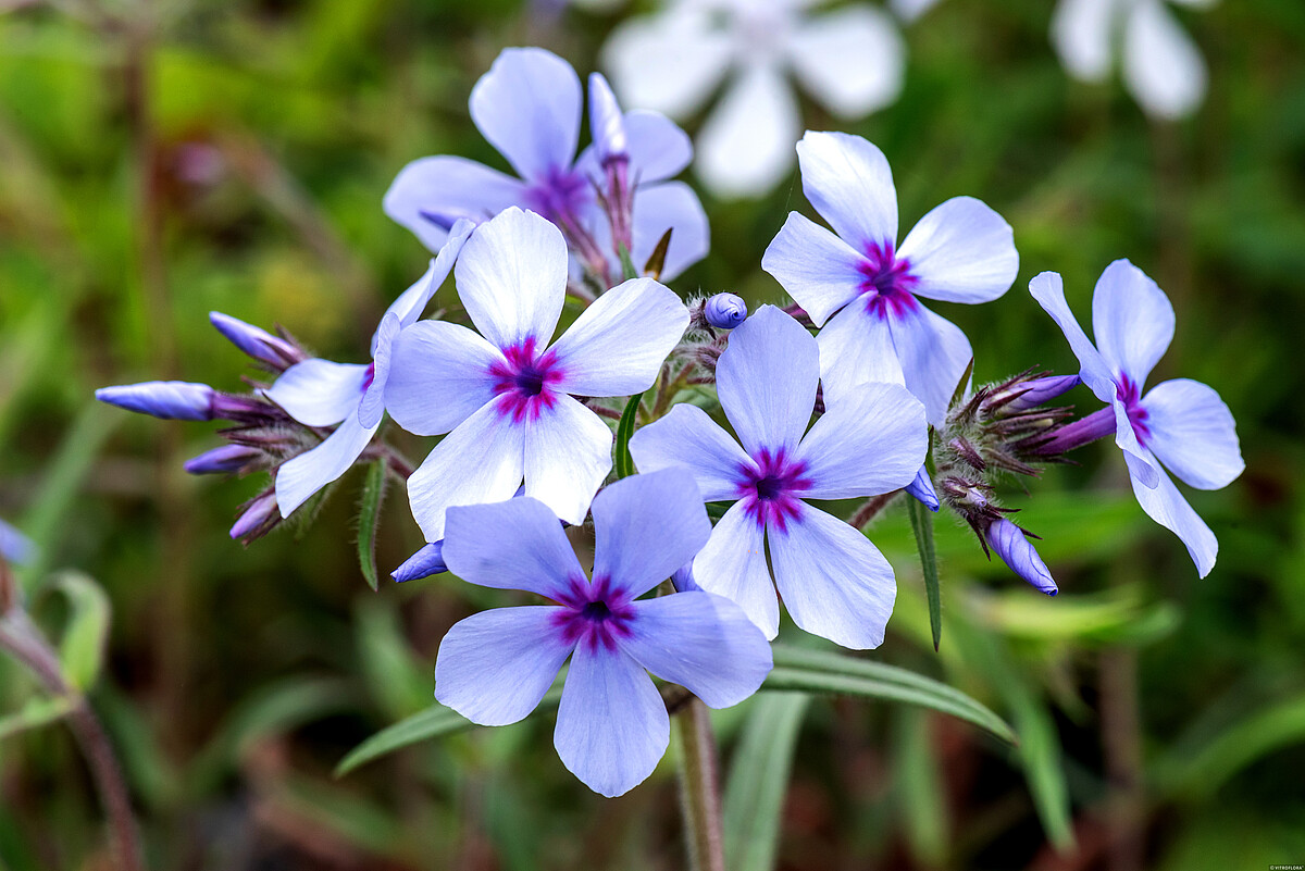 Floks kanadyjski 'Chattahoochee' Phlox divaricata3