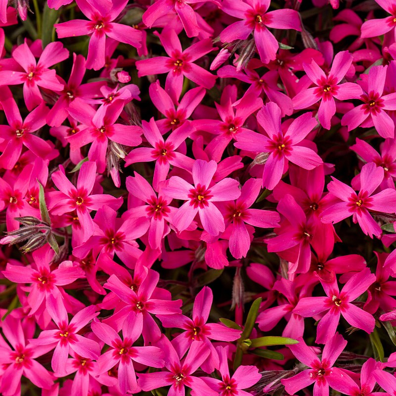 Floks szydlasty 'Scarlet Flame' Phlox subulata