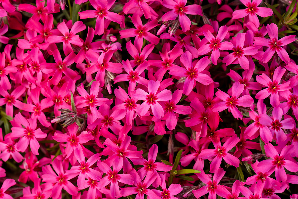 Floks szydlasty 'Scarlet Flame' Phlox subulata1