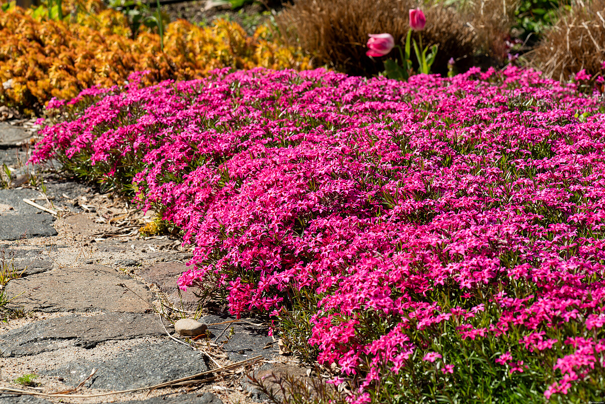 Floks szydlasty 'Scarlet Flame' Phlox subulata2
