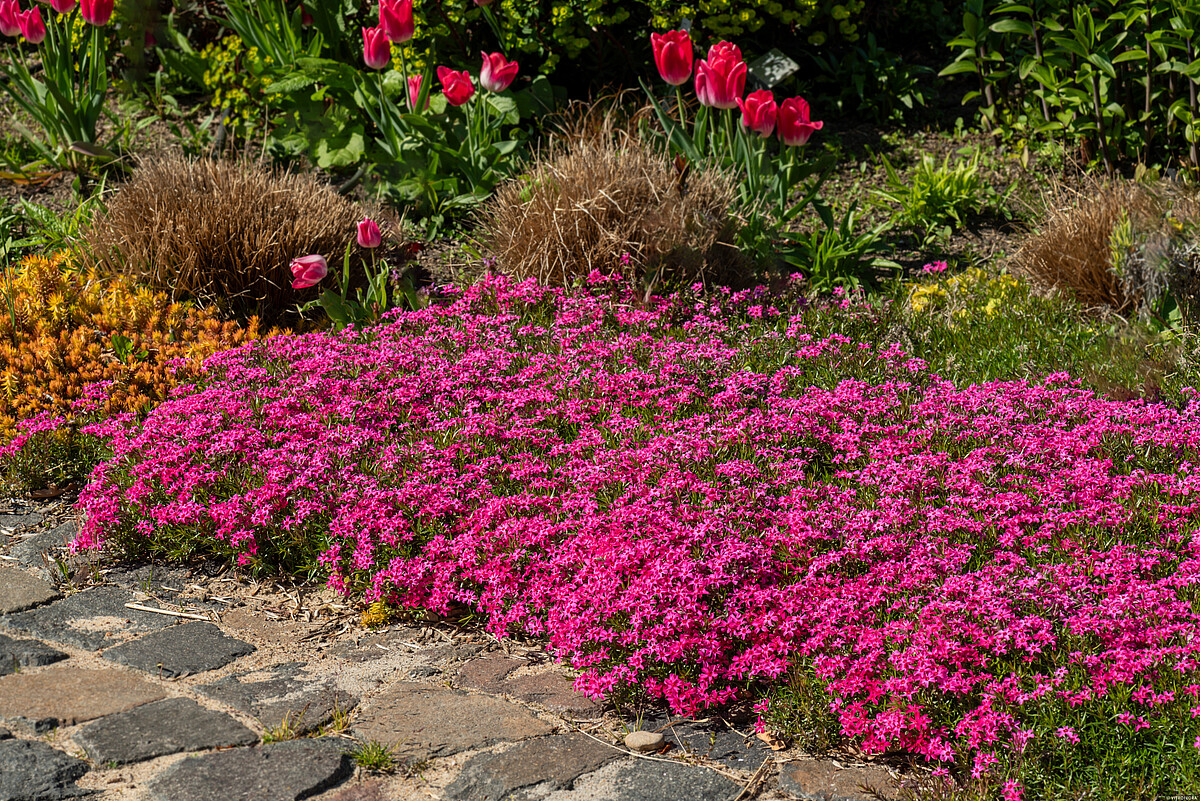 Floks szydlasty 'Scarlet Flame' Phlox subulata3