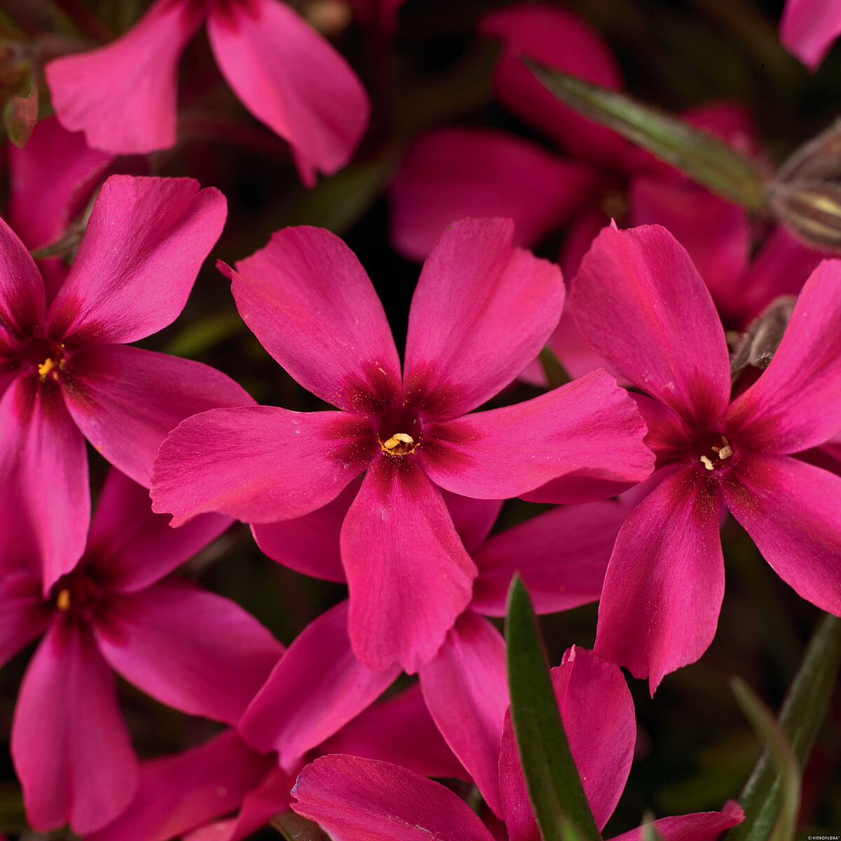 Floks szydlasty 'Scarlet Flame' Phlox subulata4