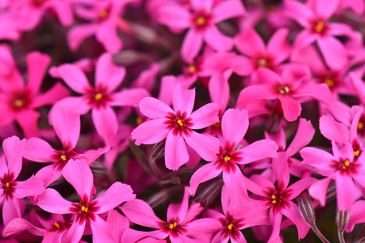 Floks szydlasty 'Scarlet Flame' Phlox subulata5