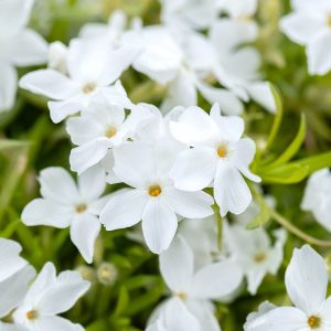 Floks szydlasty 'White Delight' Phlox subulata1