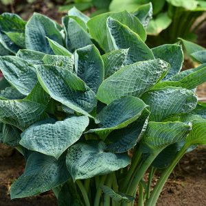 Funkia - Hosta 'Big Daddy'