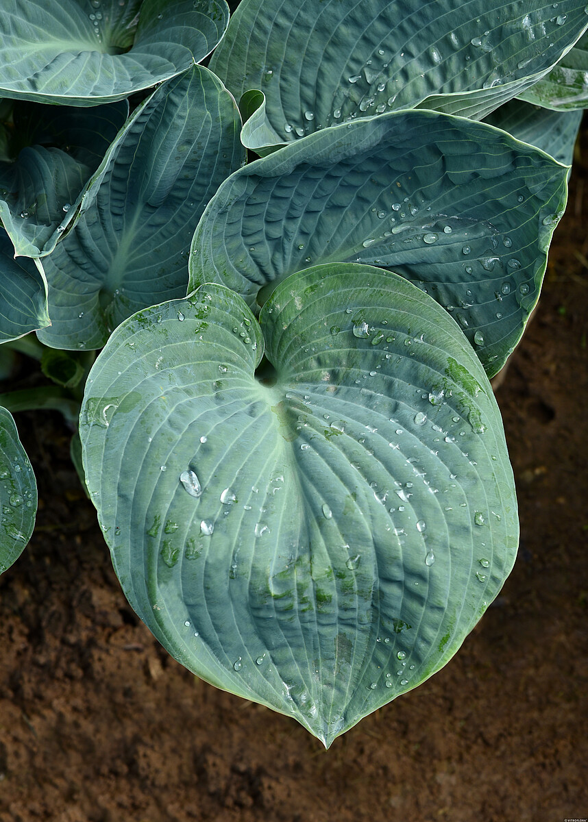 Funkia - Hosta 'Big Daddy'1