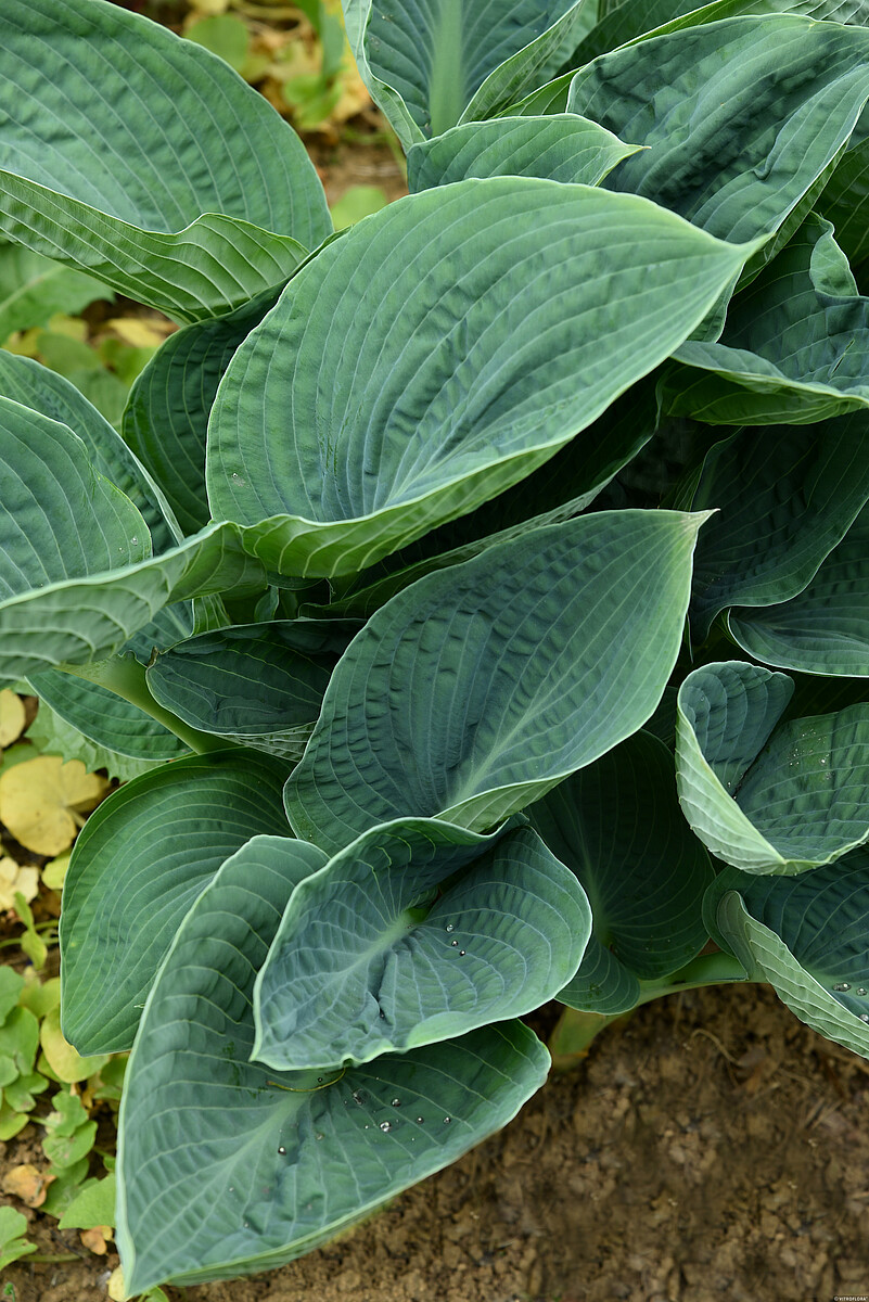 Funkia - Hosta 'Big Daddy'2