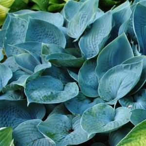 Funkia - Hosta 'Fragrant Blue'3