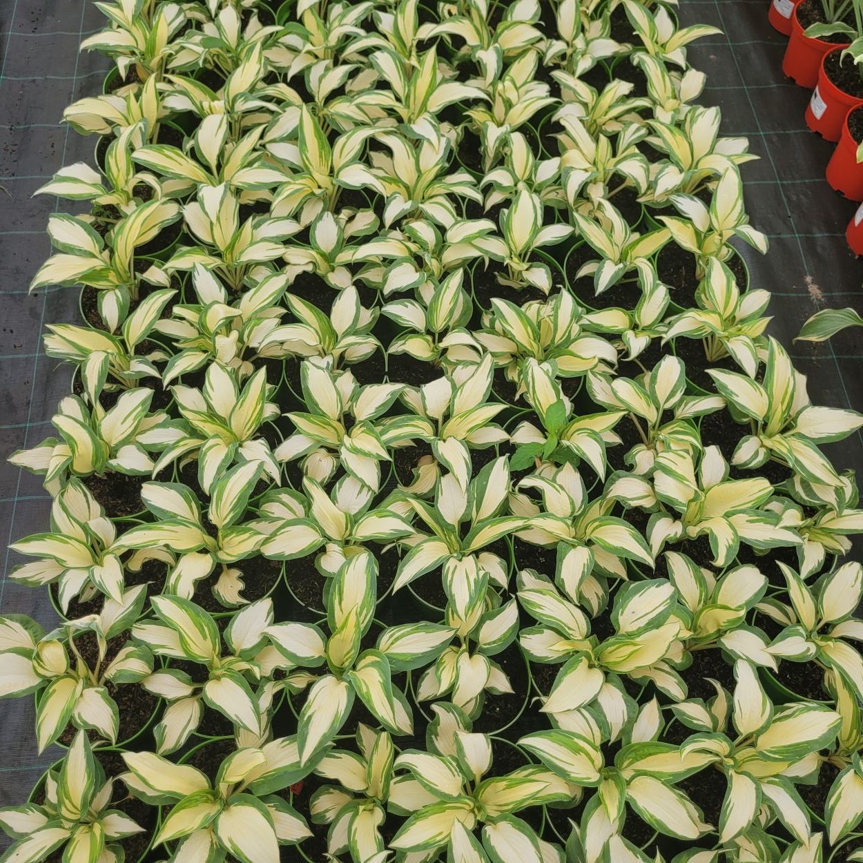 Funkia - Hosta 'Hans' 1