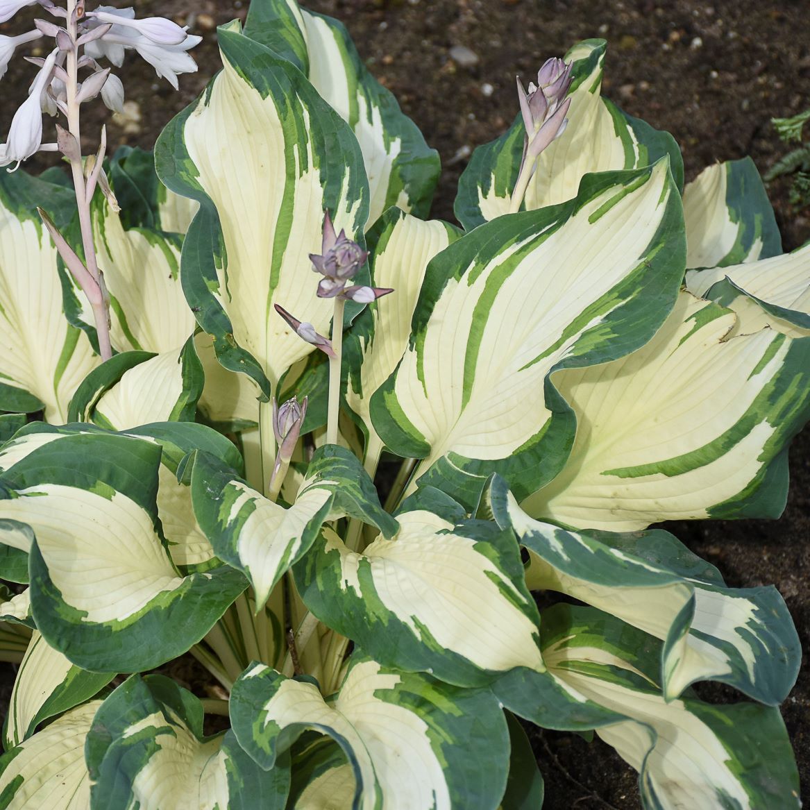 Funkia - Hosta 'Hans' 2