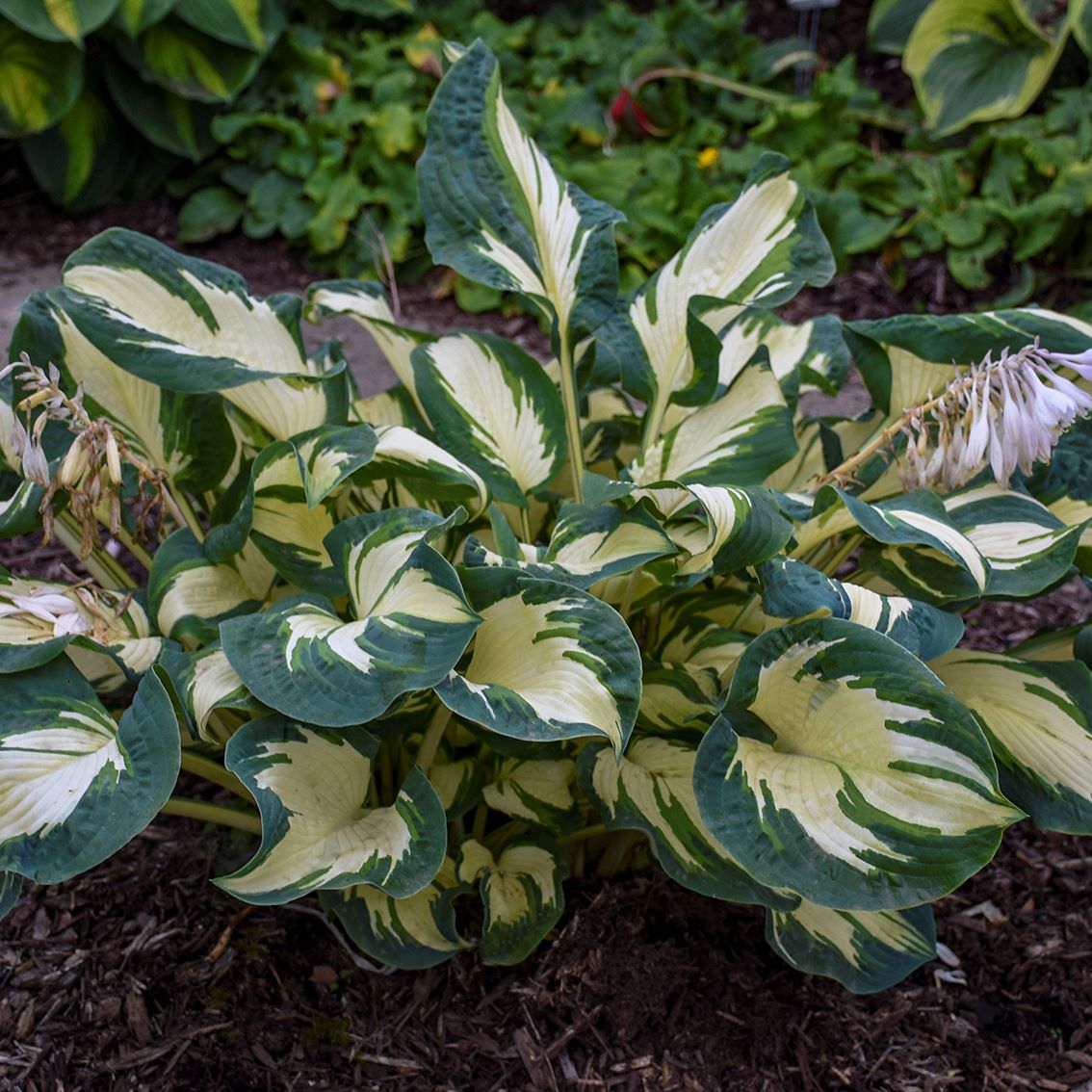 Funkia - Hosta 'Hans' 3