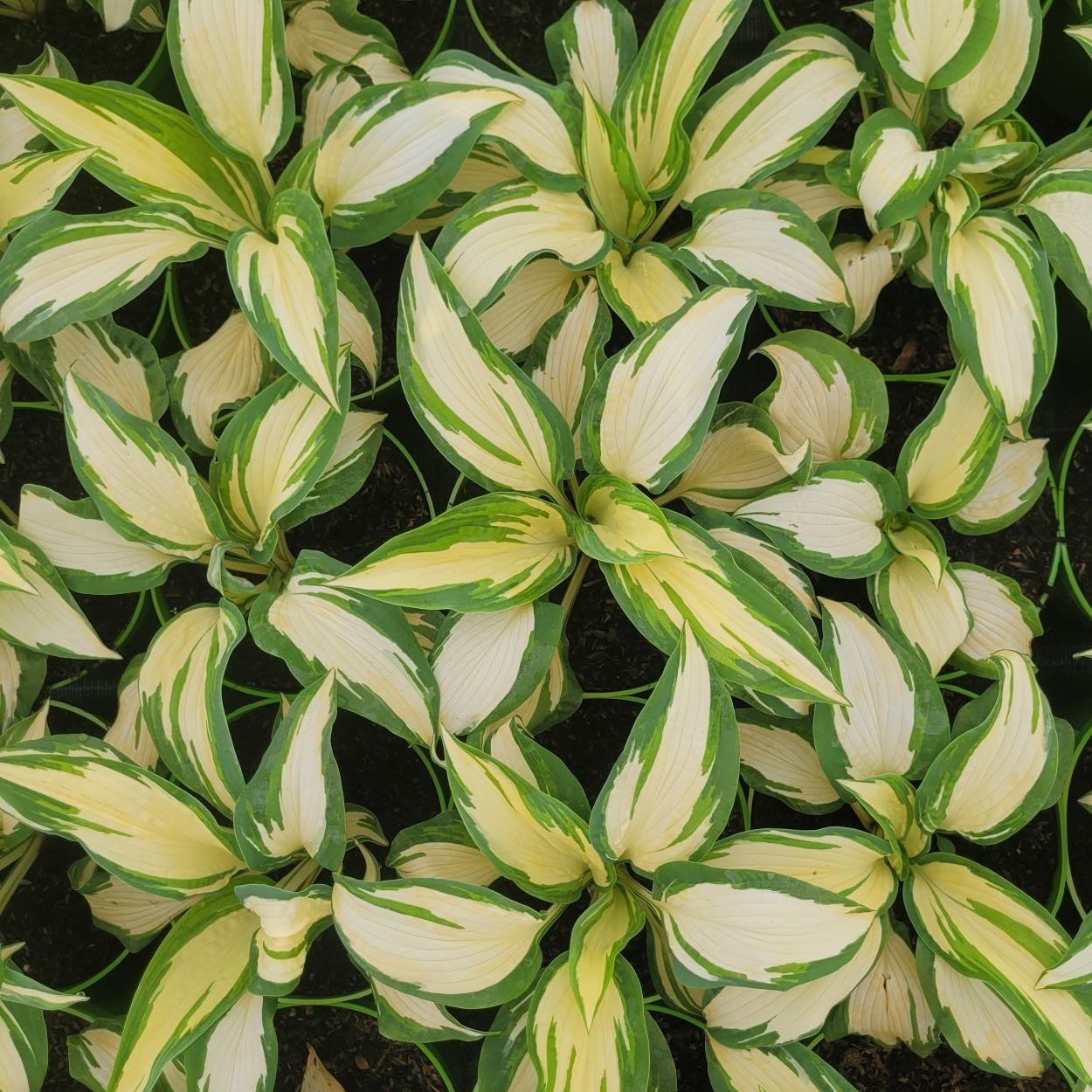 Funkia - Hosta 'Hans'