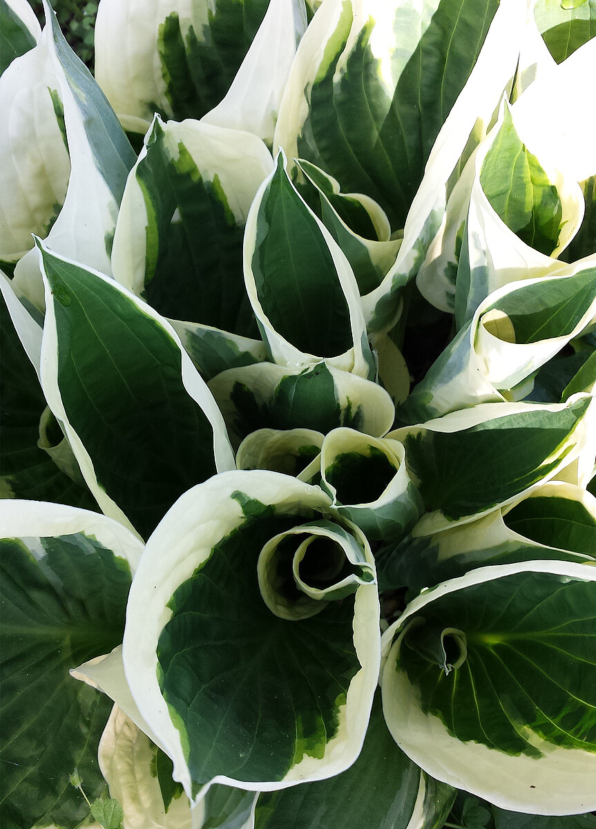 Funkia - Hosta 'Minute Man'
