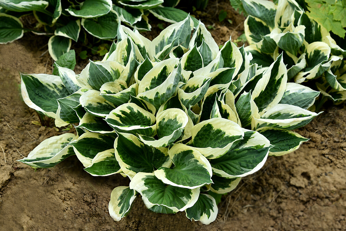 Funkia - Hosta 'Minute Man'1