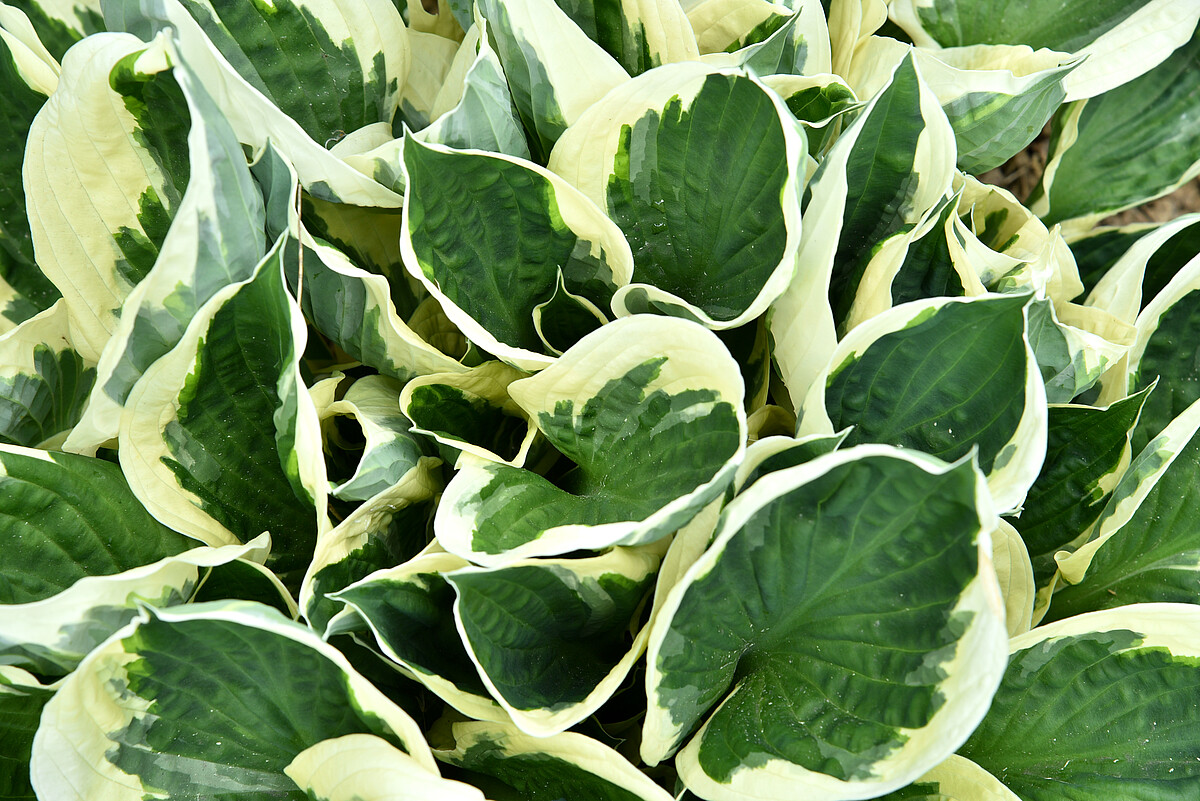 Funkia - Hosta 'Minute Man'2