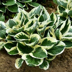Funkia - Hosta 'Minute Man'3