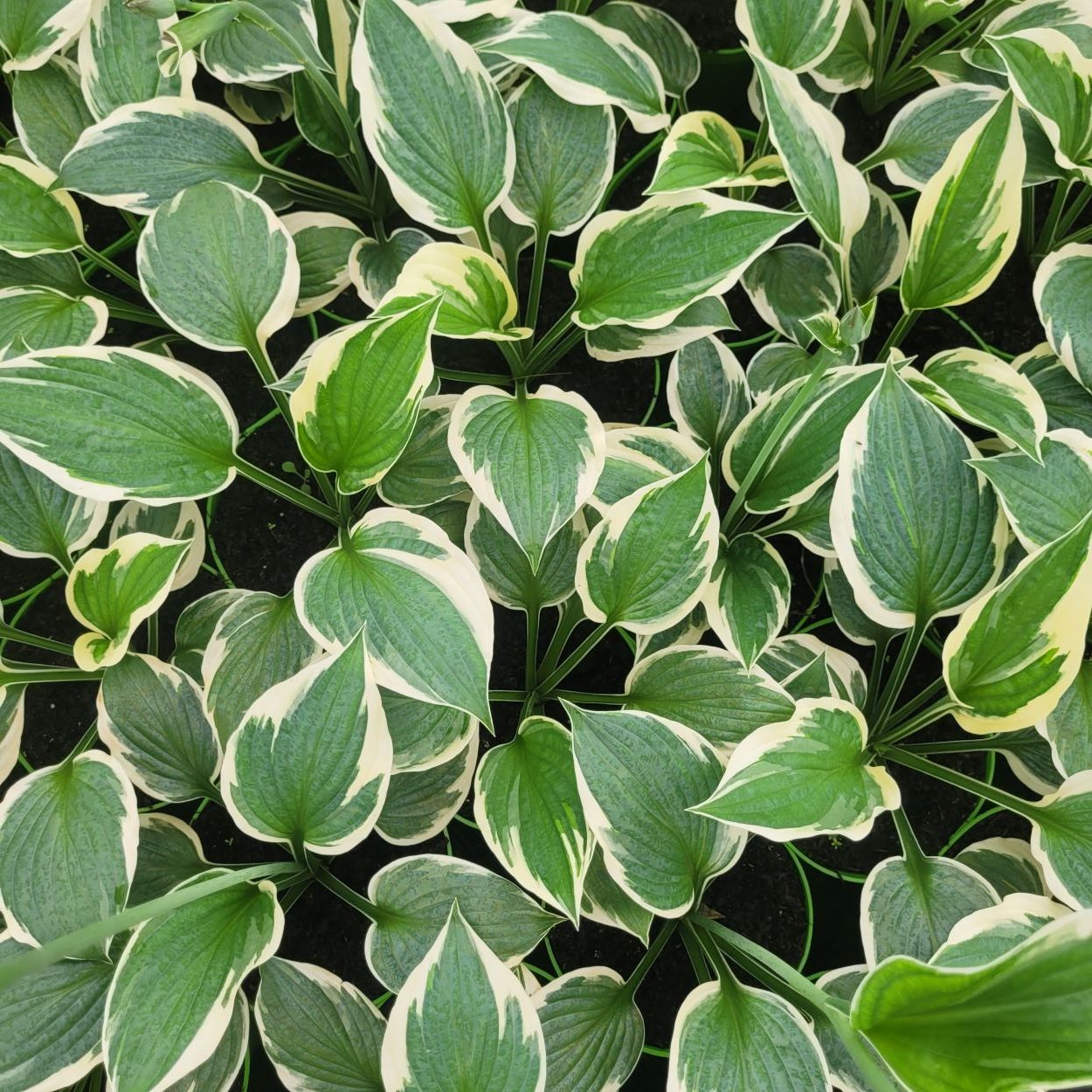 Funkia - Hosta 'Minute Man'4