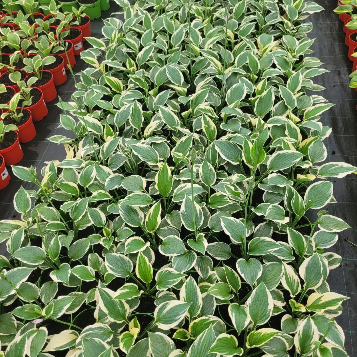 Funkia - Hosta 'Minute Man'5