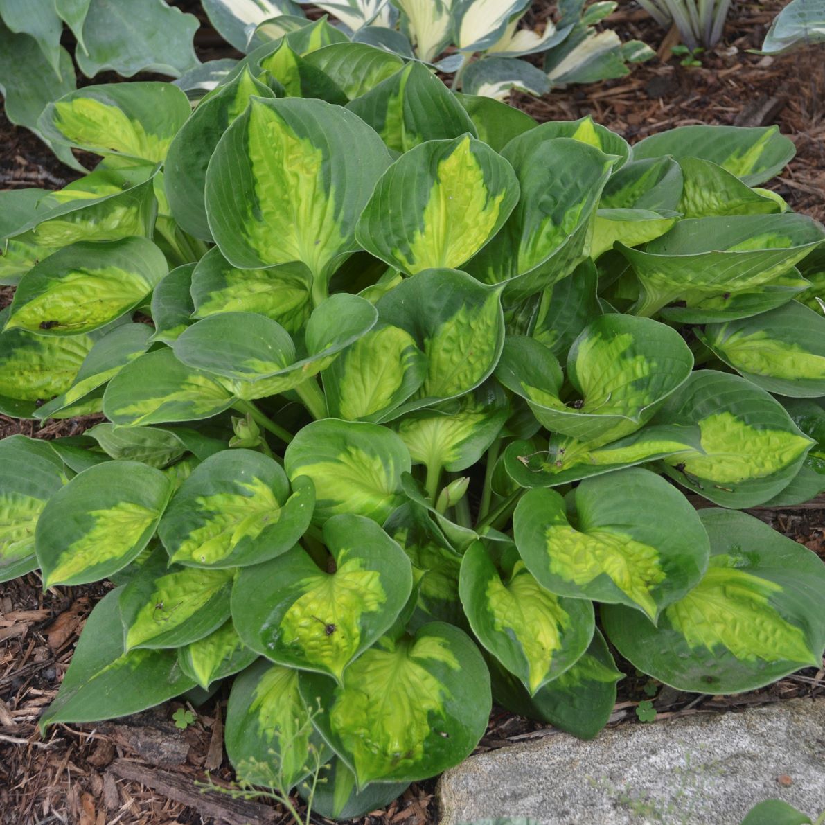 Funkia - Hosta 'Pocketful of Sunshine'