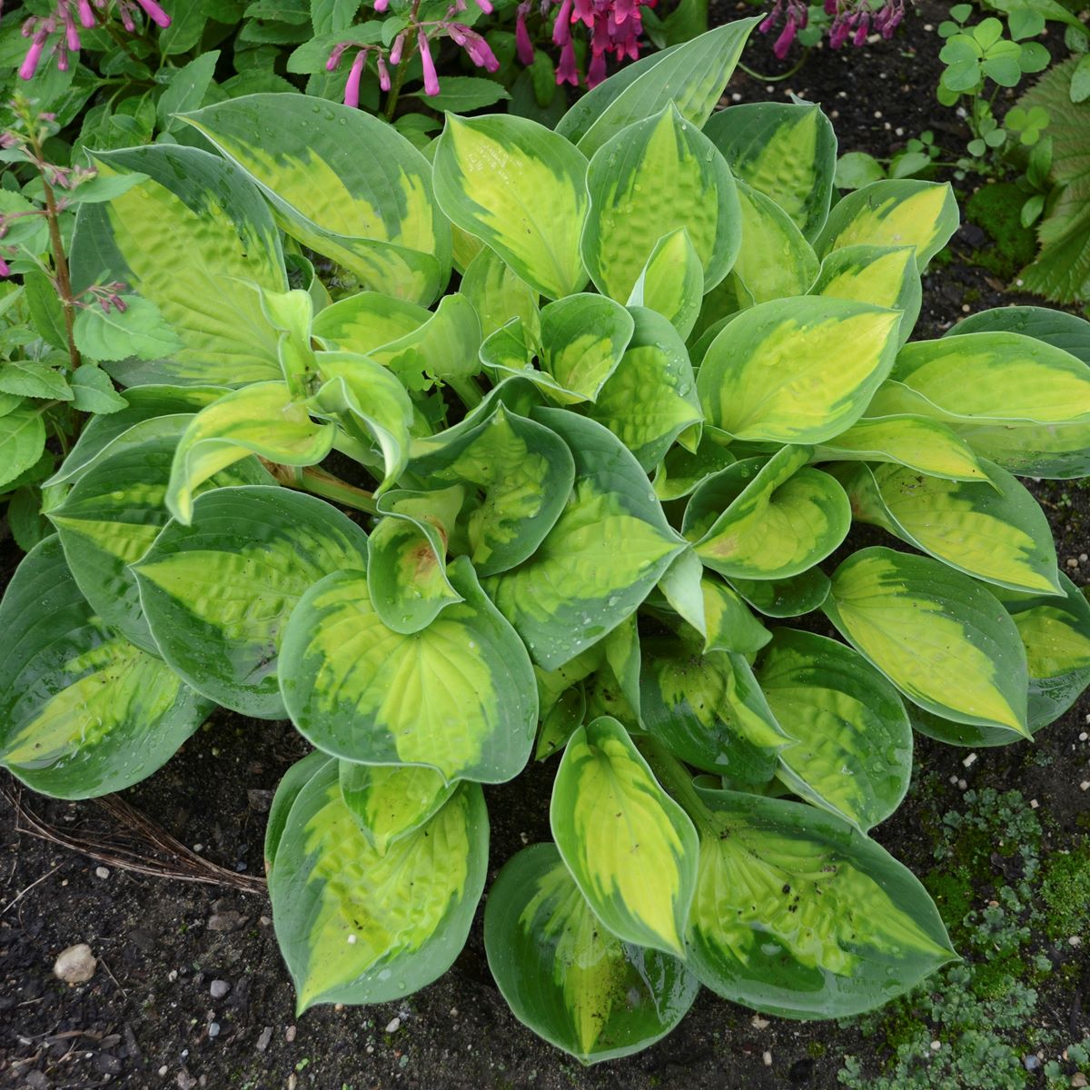 Funkia - Hosta 'Pocketful of Sunshine'1