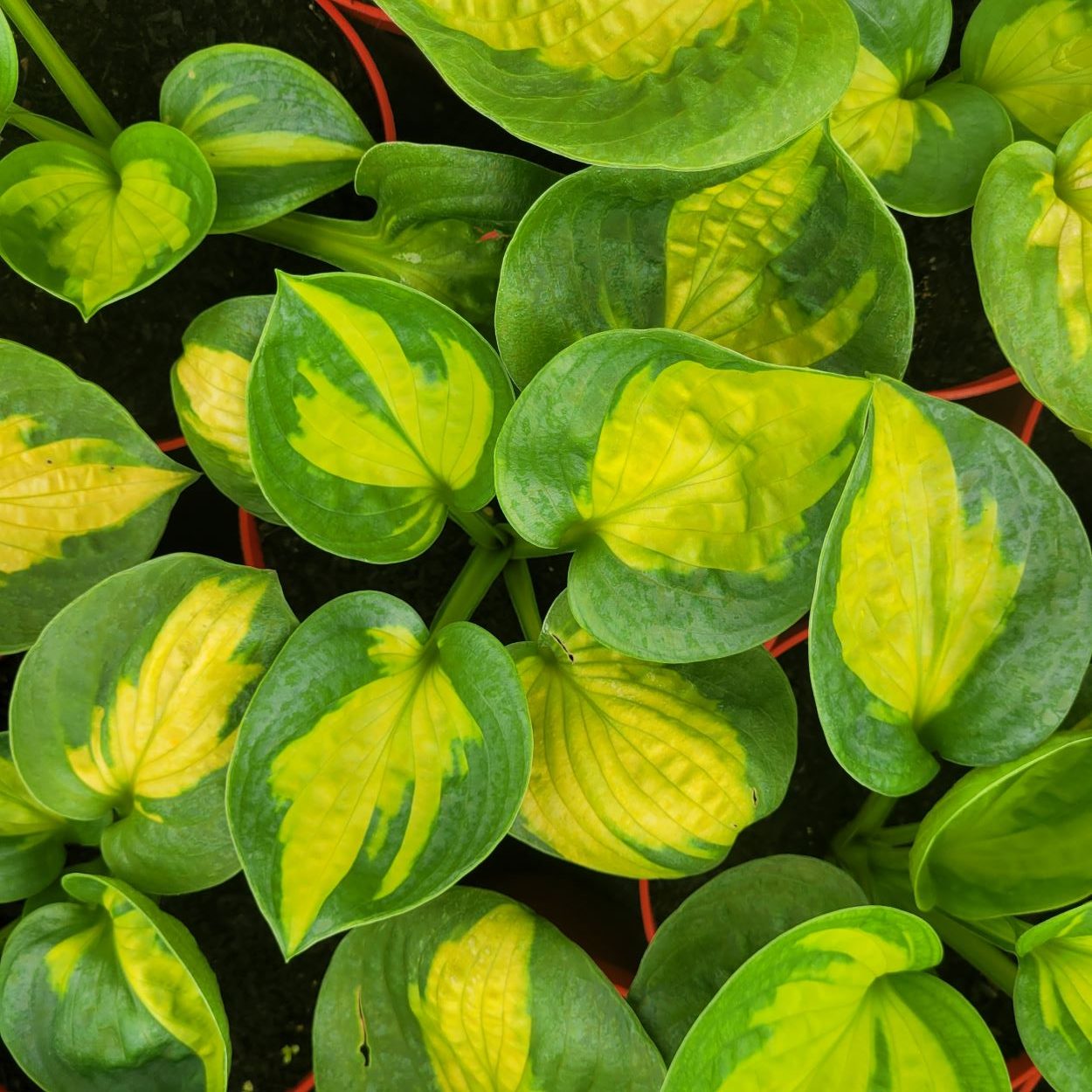 Funkia - Hosta 'Pocketful of Sunshine'2