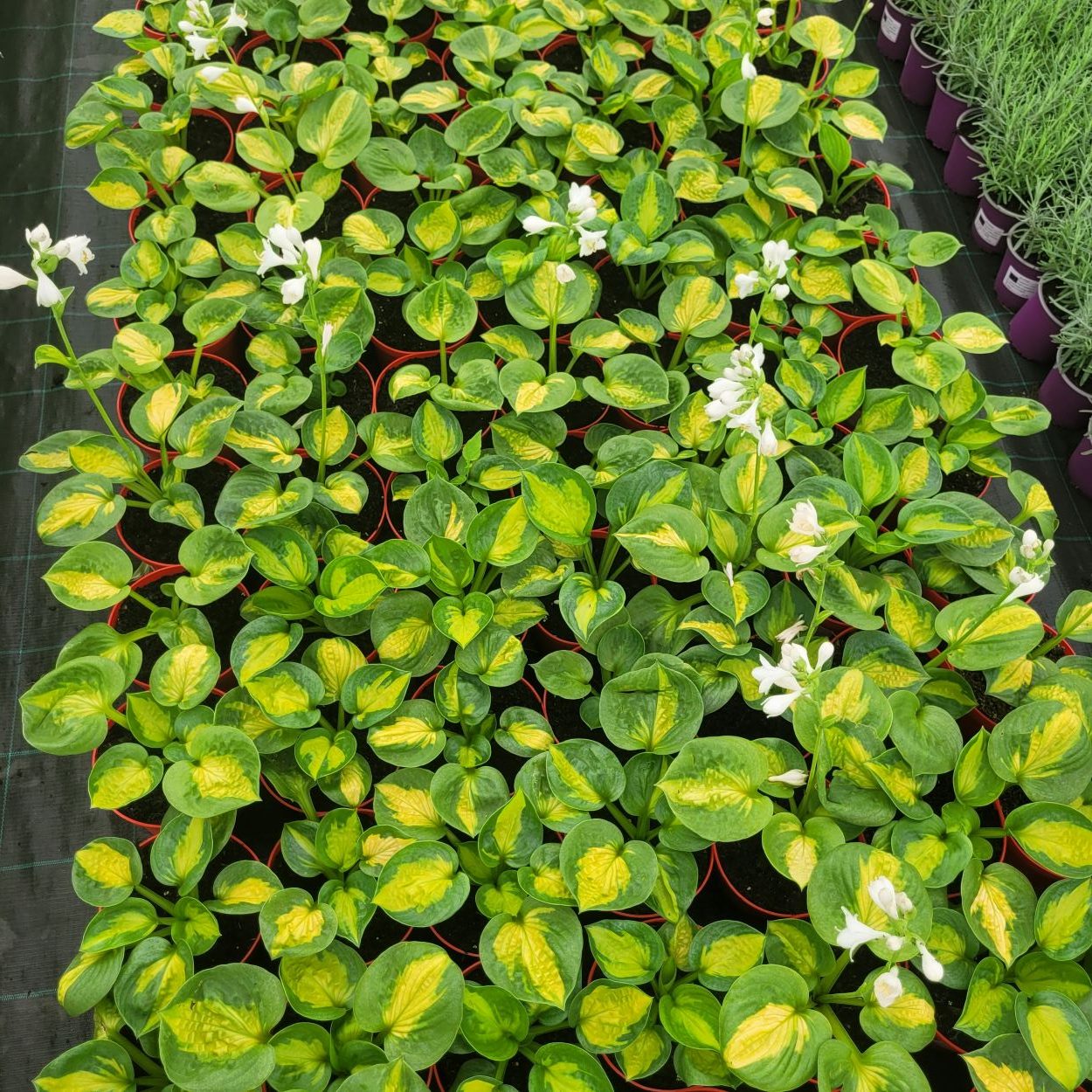 Funkia - Hosta 'Pocketful of Sunshine'3