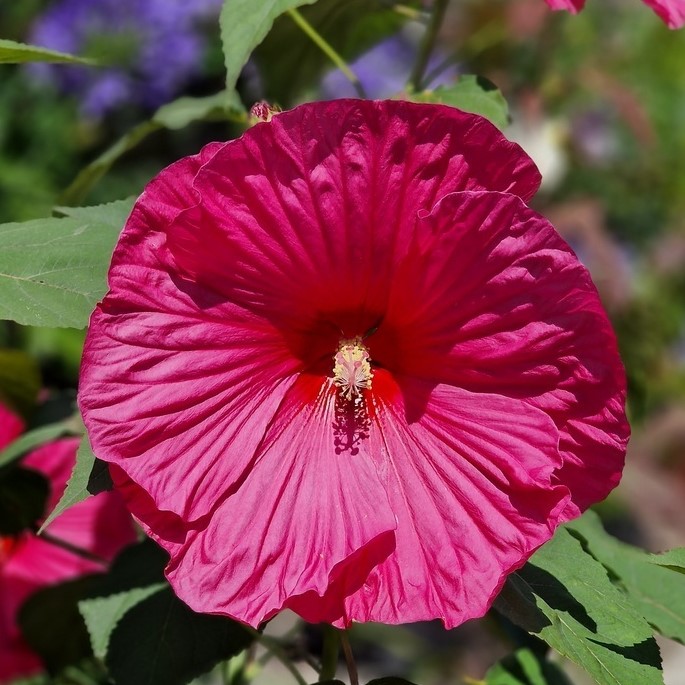 Hibiskus bylinowy 'Large Lollipop' Hibiscus moscheutos 'Large Lollipop'