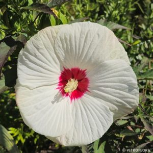 Hibiskus bylinowy 'Red Dot' Hibiscus moscheutos 'Red Dot'