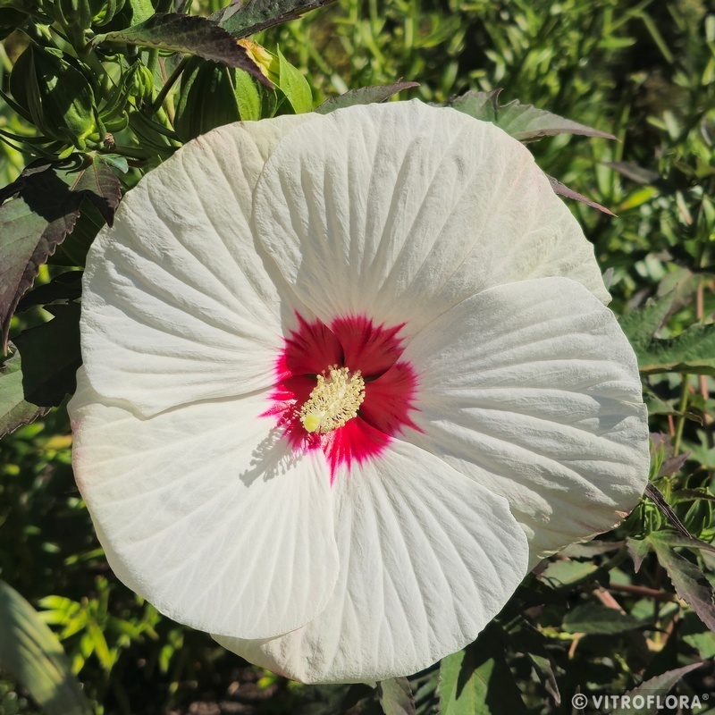Hibiskus bylinowy 'Red Dot' Hibiscus moscheutos 'Red Dot'